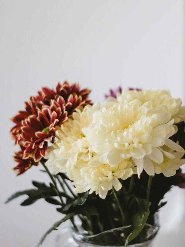chrysanthemum flower chinese medicine