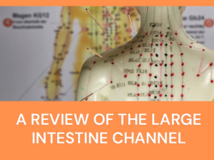 A review of the large intestine channel.png